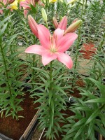 [5058 Indian Summerset No02.JPG]